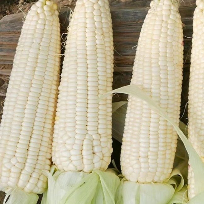 WHITE CORN – PREMIUM QUALITY MAIZE FOR GLOBAL MARKETS - Image 2