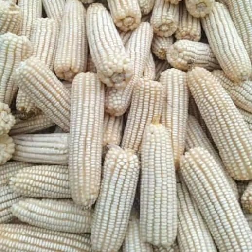 WHITE CORN – PREMIUM QUALITY MAIZE FOR GLOBAL MARKETS - Image 5